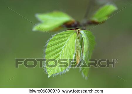 Stock Image - Leaf of a beech( Fagus sylvatica), Jasmund National Park, Rügen, Lohme, Mecklenburg-Vorpommern, Germany, Europe. Fotosearch