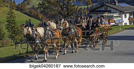 Stock Photo - Leonhardiritt, horse procession, four-in-hand carriage, Hinterthiersee, Tyrol, Austria, Europe. Fotosearch
