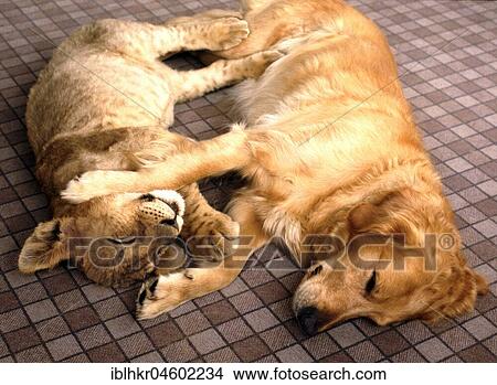 Lion and dog cuddling, England, Great Britain View Large Photo Image Picture - Lion and dog cuddling, England, Great Britain. Fotosearch