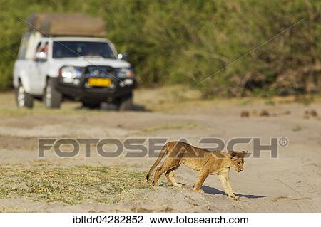 Lion (Panthera leo), cub and tourist vehicle, Chobe National Park, Botswana, Africa View Large Photo Image Stock Image - Lion (Panthera leo), cub and tourist vehicle, Chobe National Park, Botswana, Africa. Fotosearch