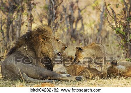 Lion (Panthera leo), family, male, cub, older male cub and female, resting, Savuti, Chobe National Park, Botswana, Africa View Large Photo Image Stock Image - Lion (Panthera leo), family, male, cub, older male cub and female, resting, Savuti, Chobe National Park, Botswana, Africa. Fotosearch