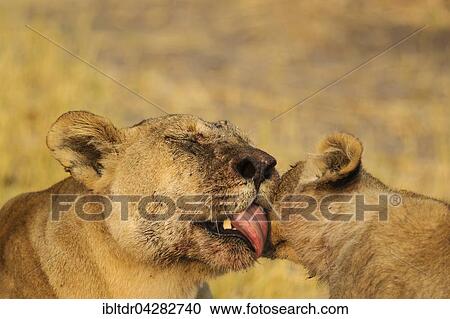 Lion (Panthera leo), female grooms cub after eating, Savuti, Chobe National Park, Botswana, Africa View Large Photo Image Stock Image - Lion (Panthera leo), female grooms cub after eating, Savuti, Chobe National Park, Botswana, Africa. Fotosearch