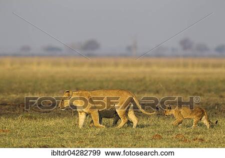 Lion (Panthera leo), female with two cubs, walking, early morning, Savuti, Chobe National Park, Botswana, Africa View Large Photo Image Stock Photo - Lion (Panthera leo), female with two cubs, walking, early morning, Savuti, Chobe National Park, Botswana, Africa. Fotosearch