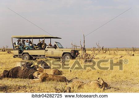Lion (Panthera leo), females and subadult cubs feeding on a Cape Buffalo (Syncerus caffer caffer), next to a tourist vehicle on safari, Savuti, Chobe National Park, Botswana, Africa View Large Photo Image Stock Photography - Lion (Panthera leo), females and subadult cubs feeding on a Cape Buffalo (Syncerus caffer caffer), next to a tourist vehicle on safari, Savuti, Chobe National Park, Botswana, Africa. Fotosearch