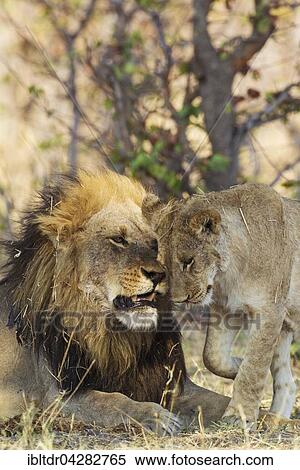 Stock Photography - Lion (Panthera leo), greeting between male and subadult male cub, Savuti, Chobe National Park, Botswana, Africa. Fotosearch