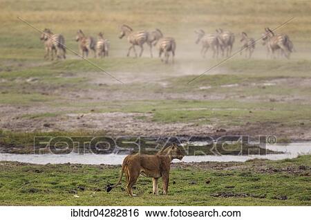Stock Photograph - Lion (Panthera leo), lioness hunting Burchell's Zebras (Equus quagga burchelli), Chobe National Park, Botswana, Africa. Fotosearch