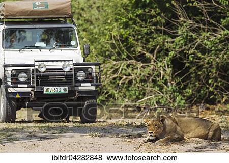 Stock Photo - Lion (Panthera leo), lioness observes animals and is observed by tourists, Chobe National Park, Botswana, Africa. Fotosearch