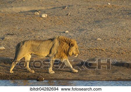 Lion (Panthera leo), male at a waterhole in the evening, Etosha National Park, Namibia, Africa View Large Photo Image Picture - Lion (Panthera leo), male at a waterhole in the evening, Etosha National Park, Namibia, Africa. Fotosearch