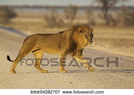 Lion (Panthera leo), male crossing a gravel road in the early morning, Etosha National Park, Namibia, Africa View Large Photo Image Stock Photo - Lion (Panthera leo), male crossing a gravel road in the early morning, Etosha National Park, Namibia, Africa. Fotosearch