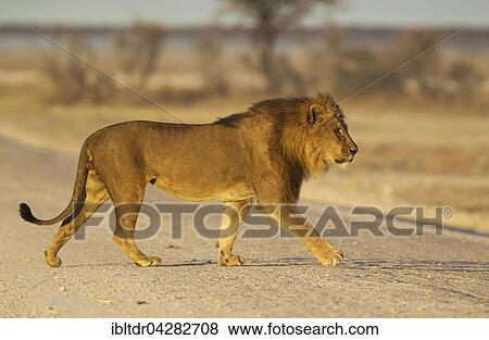 Lion (Panthera leo), male crossing a gravel road in the early morning, Etosha National Park, Namibia, Africa View Large Photo Image Stock Photo - Lion (Panthera leo), male crossing a gravel road in the early morning, Etosha National Park, Namibia, Africa. Fotosearch