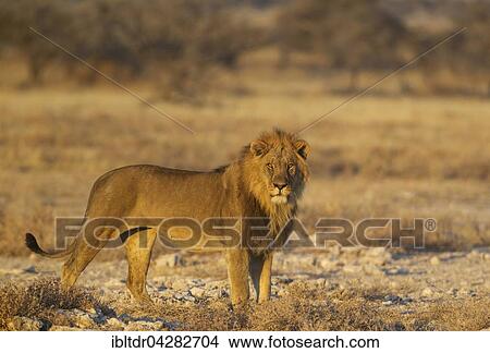 Lion (Panthera leo), male in the early morning light, Etosha National Park, Namibia, Africa View Large Photo Image Picture - Lion (Panthera leo), male in the early morning light, Etosha National Park, Namibia, Africa. Fotosearch