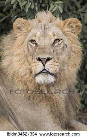 Lion (Panthera leo), male, portrait, Savuti, Chobe National Park, Chobe District, Botswana, Africa View Large Photo Image Picture - Lion (Panthera leo), male, portrait, Savuti, Chobe National Park, Chobe District, Botswana, Africa. Fotosearch