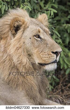 Lion (Panthera leo), male, portrait, side view, Savuti, Chobe National Park, Chobe District, Botswana, Africa View Large Photo Image Stock Image - Lion (Panthera leo), male, portrait, side view, Savuti, Chobe National Park, Chobe District, Botswana, Africa. Fotosearch