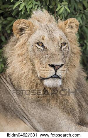 Lion (Panthera leo), male, portrait, Savuti, Chobe National Park, Chobe District, Botswana, Africa View Large Photo Image Stock Image - Lion (Panthera leo), male, portrait, Savuti, Chobe National Park, Chobe District, Botswana, Africa. Fotosearch