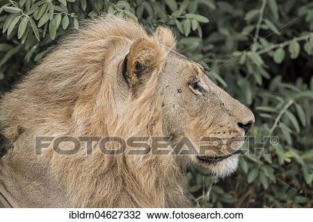 Lion (Panthera leo), male, portrait, side view, Savuti, Chobe National Park, Chobe District, Botswana, Africa View Large Photo Image Stock Image - Lion (Panthera leo), male, portrait, side view, Savuti, Chobe National Park, Chobe District, Botswana, Africa. Fotosearch