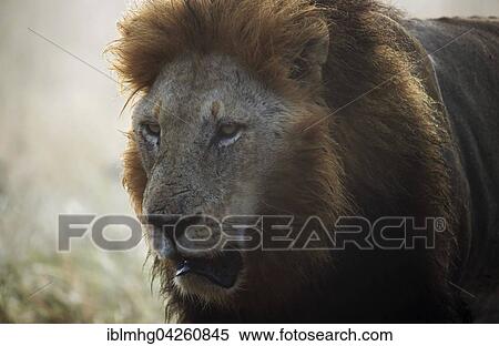 Stock Photography - Lion (Panthera leo), male, portrait, Kruger National Park, South Africa, Africa. Fotosearch
