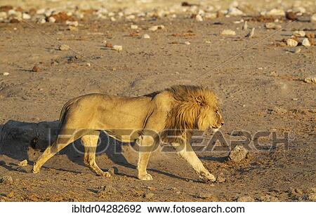 Lion (Panthera leo), male walking, Etosha National Park, Namibia, Africa View Large Photo Image Stock Image - Lion (Panthera leo), male walking, Etosha National Park, Namibia, Africa. Fotosearch
