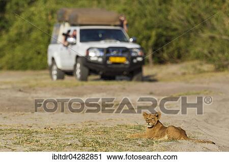 Stock Image - Lion (Panthera leo), resting cub and tourist vehicle, Chobe National Park, Botswana, Africa. Fotosearch