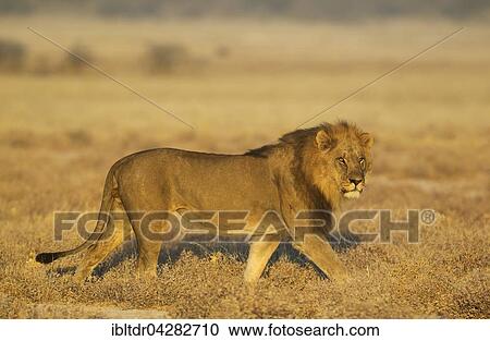 Lion (Panthera leo), roaming male in the early morning, Etosha National Park, Namibia, Africa View Large Photo Image Stock Image - Lion (Panthera leo), roaming male in the early morning, Etosha National Park, Namibia, Africa. Fotosearch