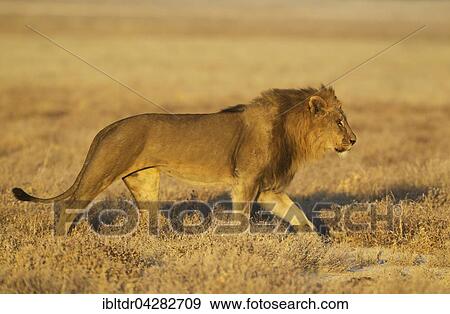 Lion (Panthera leo), roaming male in the early morning, Etosha National Park, Namibia, Africa View Large Photo Image Stock Photo - Lion (Panthera leo), roaming male in the early morning, Etosha National Park, Namibia, Africa. Fotosearch