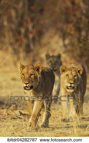 Stock Photo - Lion (Panthera leo), three subadult male cubs walking, Savuti, Chobe National Park, Botswana, Africa. Fotosearch