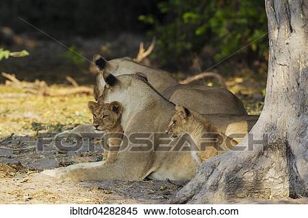 Stock Photography - Lion (Panthera leo), two females and two cubs resting in the shade, Chobe National Park, Botswana, Africa. Fotosearch