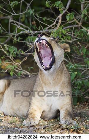 Lion (Panthera leo), yawning female, Chobe National Park, Botswana, Africa View Large Photo Image Picture - Lion (Panthera leo), yawning female, Chobe National Park, Botswana, Africa. Fotosearch