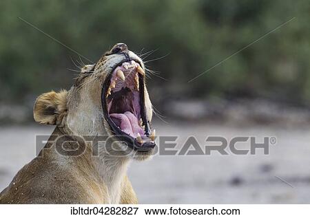 Lion (Panthera leo), yawning female, Chobe National Park, Botswana, Africa View Large Photo Image Stock Photo - Lion (Panthera leo), yawning female, Chobe National Park, Botswana, Africa. Fotosearch
