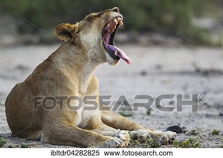 Lion (Panthera leo), yawning female, Chobe National Park, Botswana, Africa View Large Photo Image Stock Photography - Lion (Panthera leo), yawning female, Chobe National Park, Botswana, Africa. Fotosearch