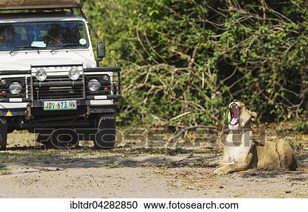 Stock Image - Lion (Panthera leo), yawning lioness and tourist vehicle, Chobe National Park, Botswana, Africa. Fotosearch