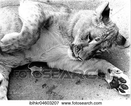 Stock Photo - Lion with little mouse, England, Great Britain. Fotosearch