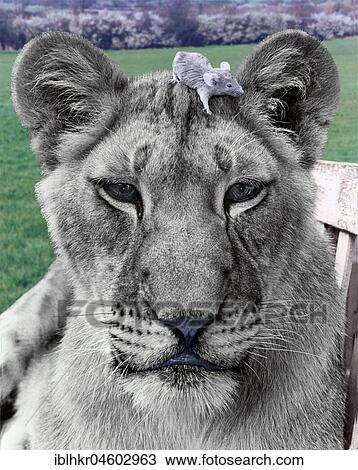 Lion with mouse on his head, England, Great Britain View Large Photo Image Stock Image - Lion with mouse on his head, England, Great Britain. Fotosearch