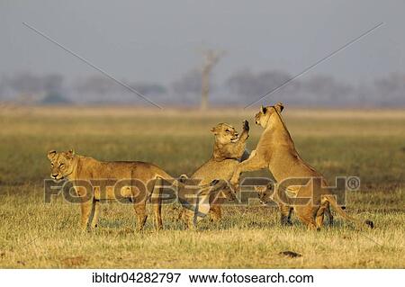 Lions (Panthera leo), three lionesses and two cubs, play, early morning, Savuti, Chobe National Park, Botswana, Africa View Large Photo Image Stock Photo - Lions (Panthera leo), three lionesses and two cubs, play, early morning, Savuti, Chobe National Park, Botswana, Africa. Fotosearch
