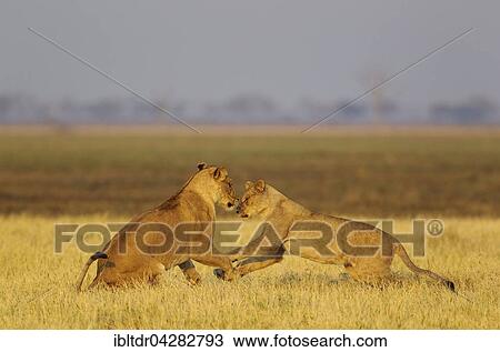 Lions (Panthera leo), two lionesses play at sunrise, Savuti, Chobe National Park, Botswana, Africa View Large Photo Image Stock Image - Lions (Panthera leo), two lionesses play at sunrise, Savuti, Chobe National Park, Botswana, Africa. Fotosearch