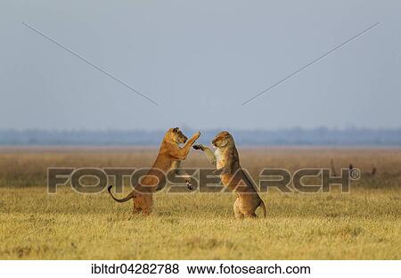 Lions (Panthera leo), two lionesses, playing at dawn, Savuti, Chobe National Park, Botswana, Africa View Large Photo Image Stock Photo - Lions (Panthera leo), two lionesses, playing at dawn, Savuti, Chobe National Park, Botswana, Africa. Fotosearch