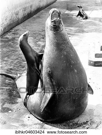 Picture - Little and great sea lion, England, Great Britain. Fotosearch
