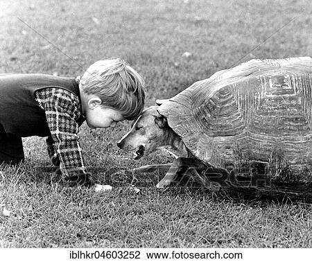 Little boy and dog playing with a turtle shell, England, Great Britain View Large Photo Image Stock Image - Little boy and dog playing with a turtle shell, England, Great Britain. Fotosearch