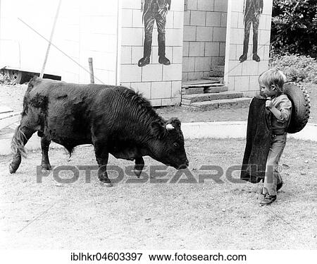 Little boy plays Torero with a calf, England, Great Britain View Large Photo Image Stock Photo - Little boy plays Torero with a calf, England, Great Britain. Fotosearch