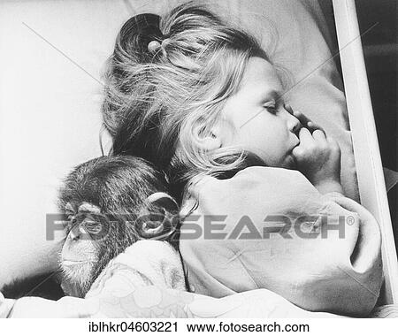 Stock Image - Little chimpanzee sleeps with girl, England, Great Britain. Fotosearch
