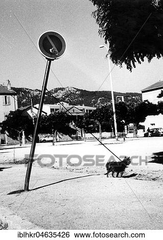 Stock Photograph - Little dog bends the traffic sign, between 50s and 60s, exact place unknown, France, Europe. Fotosearch