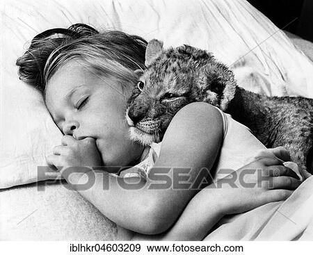 Stock Photo - Little girl cuddling in bed with baby lion while sleeping, England, Great Britain. Fotosearch