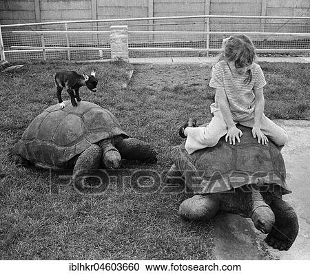 Stock Image - Little goat and girl riding turtles, England, Great Britain. Fotosearch