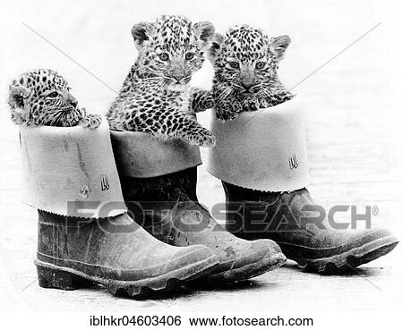 Little leopards in rubber boots, England, Great Britain View Large Photo Image Stock Photograph - Little leopards in rubber boots, England, Great Britain. Fotosearch