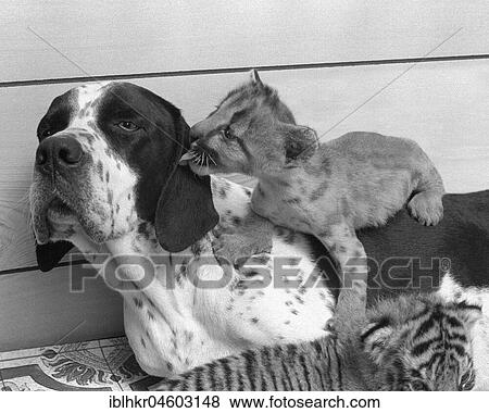 Stock Photo - Little lion cuddles with dog, licks ear, England, Great Britain. Fotosearch