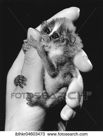 Little monkey on the hand of a woman, England, Great Britain View Large Photo Image Stock Image - Little monkey on the hand of a woman, England, Great Britain. Fotosearch
