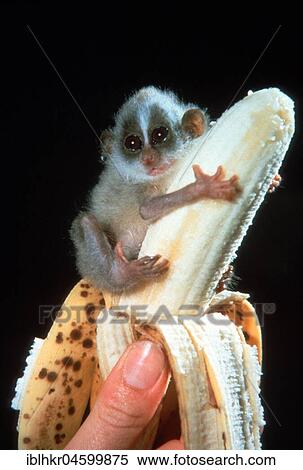 Stock Photography - Little monkey sitting on a banana, England, Great Britain. Fotosearch