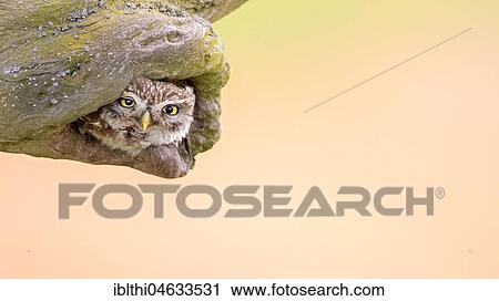 Stock Image - Little owl (Athene noctua) in breeding burrow, Kiskunság National Park, Hungary, Europe. Fotosearch