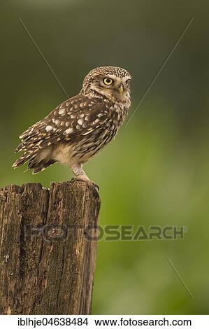 Picture - Little owl (Athene noctua) sits on tree stump, Rhineland-Palatinate, Germany, Europe. Fotosearch