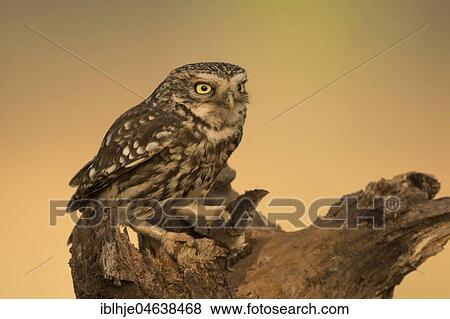 Little owl (Athene noctua) sits on tree stump, Rhineland-Palatinate, Germany, Europe View Large Photo Image Stock Photo - Little owl (Athene noctua) sits on tree stump, Rhineland-Palatinate, Germany, Europe. Fotosearch