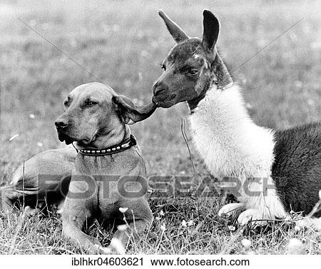 Stock Image - Llama nibbles dog at the ear, England, Great Britain. Fotosearch